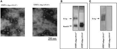 Frontiers  OuterMembraneVesicle–Associated O Antigen, a Crucial